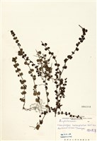藏品(腰只花草)的圖片